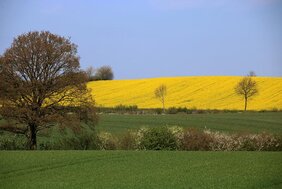 Wallhecken zwischen Äckern und Wiesen