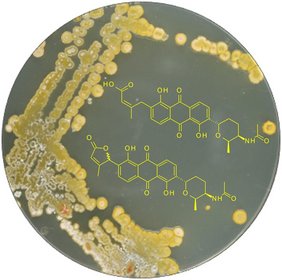 Streptomyces barkulensis subsp. lavasanensis eine Agarplatte mit Streptomyces barkulensis subsp. lavasanensis