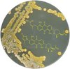 eine Agarplatte mit Streptomyces barkulensis subsp. lavasanensis 