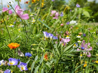 Blumenwiese