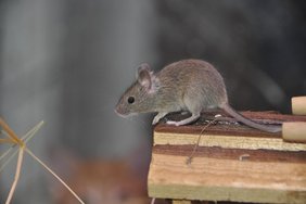 Maus