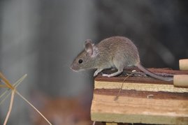 Maus