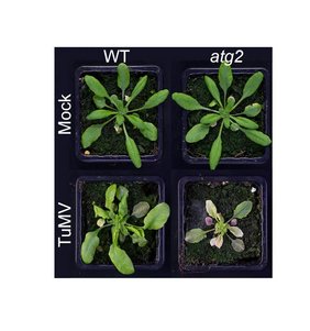 mit Rübenmosaikvirus (TuMV) inokulierte Arabidopsis-Pflanzen