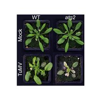 mit Rübenmosaikvirus (TuMV) inokulierte Arabidopsis-Pflanzen mit Rübenmosaikvirus (TuMV) inokulierte Arabidopsis-Pflanzen