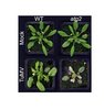 mit Rübenmosaikvirus (TuMV) inokulierte Arabidopsis-Pflanzen