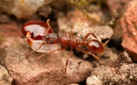 Ameise der Art Myrmica rubra, hier beim Tragen eines Pflanzensamens 