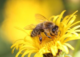 Eine Biene auf einer Blüte 