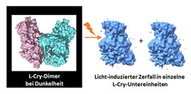 Durch starke Belichtung zerfällt das L-Cry-Protein in seine zwei Untereinheiten.