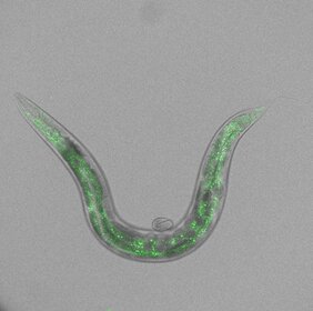 C. elegans und ein Embryo Entwicklungsgenetik
