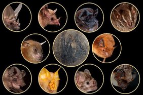 Bilder verschiedener Fledermausarten Bilder verschiedener Fledermausarten