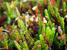 Gemeinschaften winziger Tundrapflanzen, hier die Maiglöckchenheide (Cassiope tetragona), gehorchen den gleichen Überlebens- und Fortpflanzungsregeln wie Pflanzengemeinschaften in weniger extremen Gegenden der Erde.
