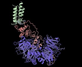 Cryo-EM-Struktur des Komplexes Cryo-EM-Struktur des Komplexes