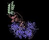 Cryo-EM-Struktur des Komplexes