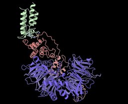 Cryo-EM-Struktur des Komplexes