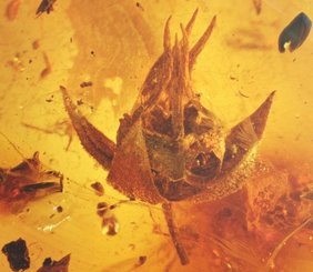 Ayenia zhangpuensis Lichtmikroskopische Aufnahme von Ayenia zhangpuensis