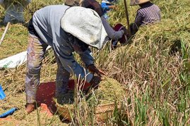 Die beobachteten Ertragsverluste bei Reis infolge einer globalen Erwärmung um 1 °C sind mehr als doppelt so hoch wie die Modellschätzungen, da der Hitzestress unterschätzt wurde. Mensch bei der Reisernte