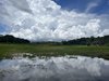 Amazonas