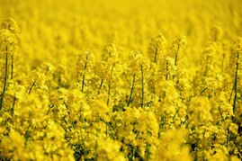 Detailansicht Raapsfeld - nur gelbe Blüten