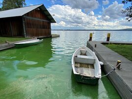 Blaugrüne Algenteppiche von Cyanobakterien in einem See im Sommer.