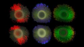 Zwei Reihen von je drei Kolonien des Meeresbakteriums Marinobacter alginolytica. Links rot gefärbt, mitte grün, rechts blau.