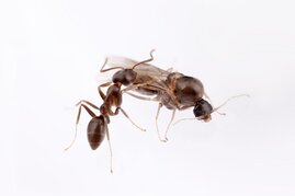 Eine Arbeiterin (links) und ein Männchen (rechts) der Argentinischen Ameise  