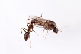 Eine Arbeiterin (links) und ein Männchen (rechts) der Argentinischen Ameise  