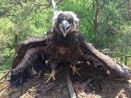 Junger Seeadler im elterlichen Horst 