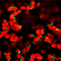 Mitochondrien (grün) und der Chloroplasten (rot) in Mesophyllzellen in einem Blatt der Ackerschmalwand 