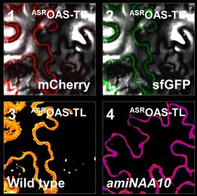 NatA-Substrate werden durch fehlende Acetylierung am Beginn des Proteins in Pflanzen instabil