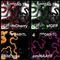 NatA-Substrate werden durch fehlende Acetylierung am Beginn des Proteins in Pflanzen instabil