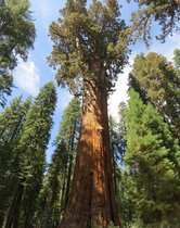 Riesenmammutbaum im Sequoia National Forest
