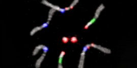 Chromosomen die leuchten