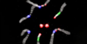 So finden sich Chromosomenpaare vor der Reifeteilung: Die leuchtenden Bereiche sind Satelliten-DNA-Wiederholungen, die für jedes Paar spezifisch sind. Chromosomen die leuchten