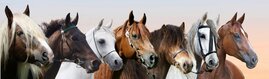 Pferderassen, die das Erbe der orientalischen Hengste im Laufe der Geschichte repräsentieren Pferde
