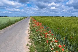 Eine große Mehrheit der Land- und Forstwirt*innen in Deutschland ist sich der Bedeutung der Biodiversität bewusst und will sie schützen. Acker mit Blühstreifen