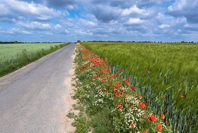 Eine große Mehrheit der Land- und Forstwirt*innen in Deutschland ist sich der Bedeutung der Biodiversität bewusst und will sie schützen. Acker mit Blühstreifen