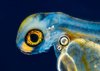 Junge Blaufelchenlarve noch mit Dottersack 