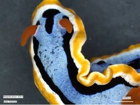 Nacktkiemer wie Chromodoris annae fallen durch Farbenpracht und vielfältige Formen auf.