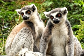 Neuere Untersuchungen zeigen, dass viele Lemuren gar nicht einzeln leben, sondern in Paaren von Weibchen und Männchen.