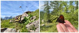 Links: Der Schwalbenschwanz (Papilio machaon) ist ein Beispiel für größere, hellere Schmetterlingsarten, die mit wärmeren Temperaturen besser zurechtkommen. Rechts: Kleinere, dunkle Arten, wie der Wasser-Mohrenfalter (Erebia pronoe), ziehen sich dagegen eher in höhere Lagen zurück. 
