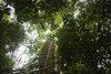 Ein 80 Meter hoher Messturm nahe der Forschungsstation ATTO im brasilianischen Regenwald,