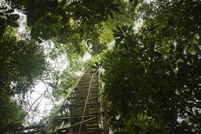 Ein 80 Meter hoher Messturm nahe der Forschungsstation ATTO im brasilianischen Regenwald,