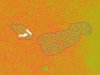 Zellen von Pseudomonas aeruginosa in Falschfarben dargestellt.