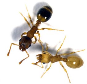 Eine vom Bandwurm Anomotaenia brevis infizierte Arbeiterin (gelbliche Färbung) und eine nicht infizierte Arbeiterin der Ameisenart Temnothorax nylanderi Eine vom Bandwurm Anomotaenia brevis infizierte Arbeiterin (gelbliche Färbung) und eine nicht infizierte Arbeiterin der Ameisenart