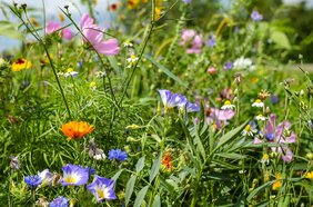 Blumenwiese