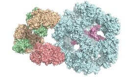 Der Pyruvat-Dehydrogenase-Komplex setzt sich aus mehreren verschiedenen Enzymen zusammen 