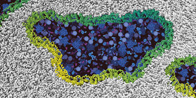 Ninjurin-1 Proteine Zelle