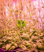 Arabidopsis thaliana (Ackerschmalwand) im Pink Room