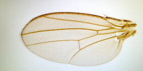 Flügel der Fruchtfliege Drosophila melanogaster