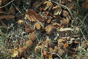 m Herbst springen die Kapseln auf und die Bucheckern – die «Buchennüssli» - fallen heraus. 